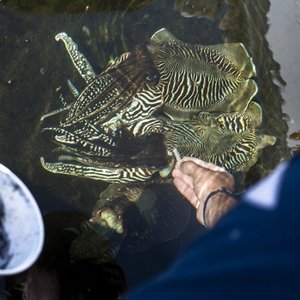 Advances in zootechnical conditions pave the way for industrial cuttlefish production