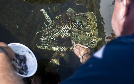 Advances in zootechnical conditions pave the way for industrial cuttlefish production