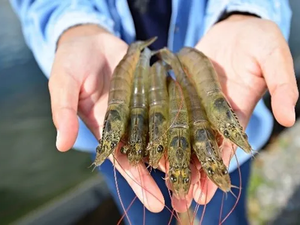EU project to genetically characterize shrimp breeders from local producers