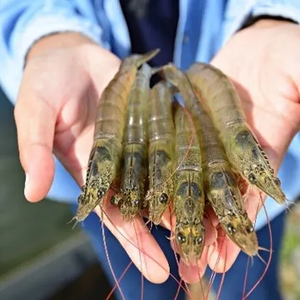 EU project to genetically characterize shrimp breeders from local producers