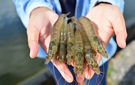 EU project to genetically characterize shrimp breeders from local producers