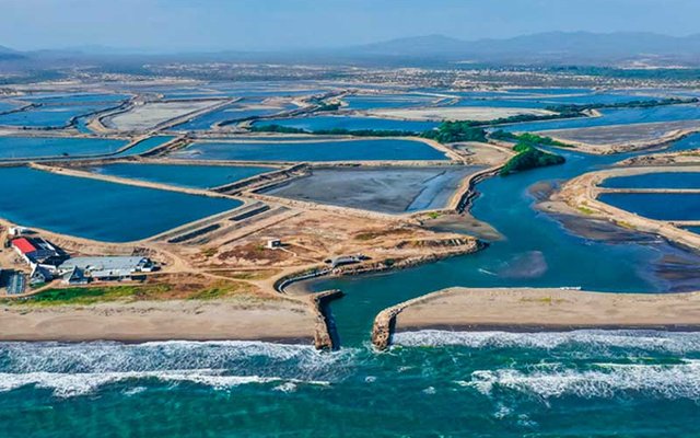 $45 million loan to improve shrimp sectors resilience in Ecuador