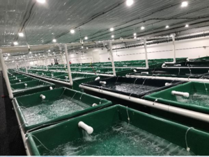 NaturalShrimp to acquire VeroBlues barramundi RAS assets