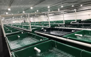 NaturalShrimp to acquire VeroBlues barramundi RAS assets