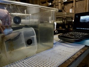 Ultrasounds proven an effective, hands-off way to help spawn abalone