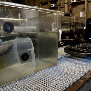Ultrasounds proven an effective, hands-off way to help spawn abalone