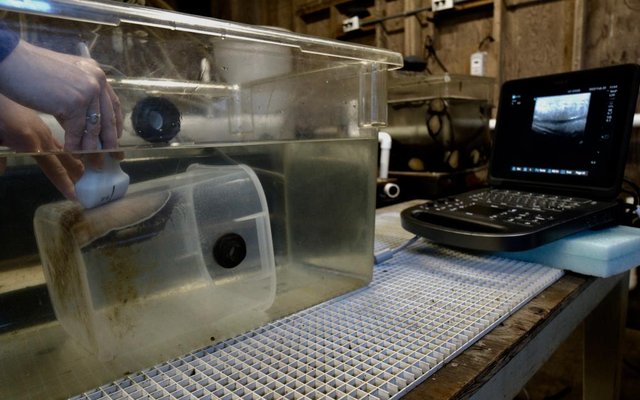 Ultrasounds proven an effective, hands-off way to help spawn abalone