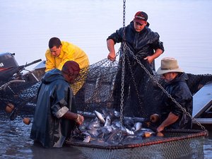 FAO highlights the great potential of genetic improvements in aquaculture for better food security