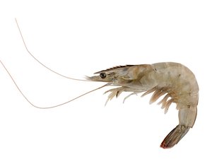 Genotyping tool identified as the go-to tool for genetic improvement for farmed shrimp