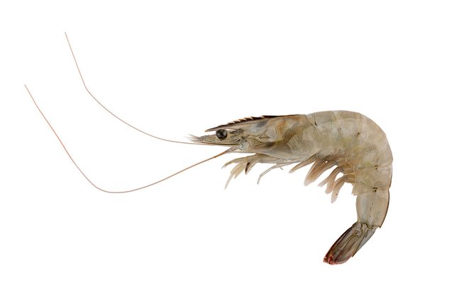 Genotyping tool identified as the go-to tool for genetic improvement for farmed shrimp