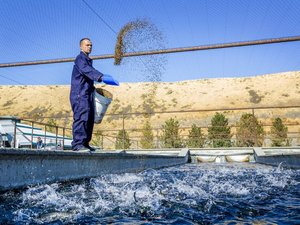 Hendrix Genetics partners to apply Genetirates technology to improve trout feed conversion rate