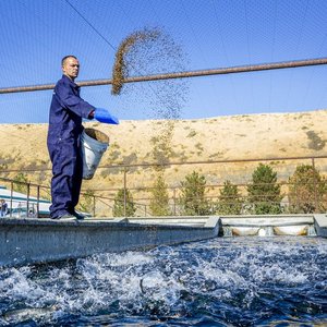 Hendrix Genetics partners to apply Genetirates technology to improve trout feed conversion rate