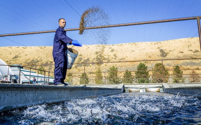 Hendrix Genetics partners to apply Genetirates technology to improve trout feed conversion rate