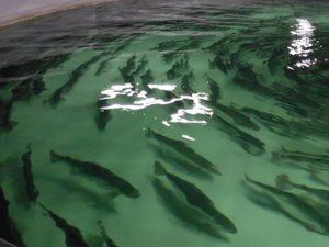 Benchmark begins salmon egg production in Salten, Norway