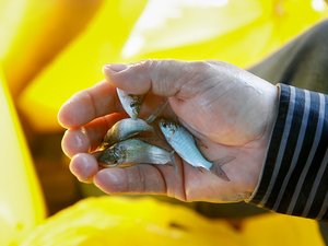 Peru opens new tilapia hatchery