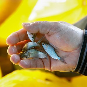 Peru opens new tilapia hatchery