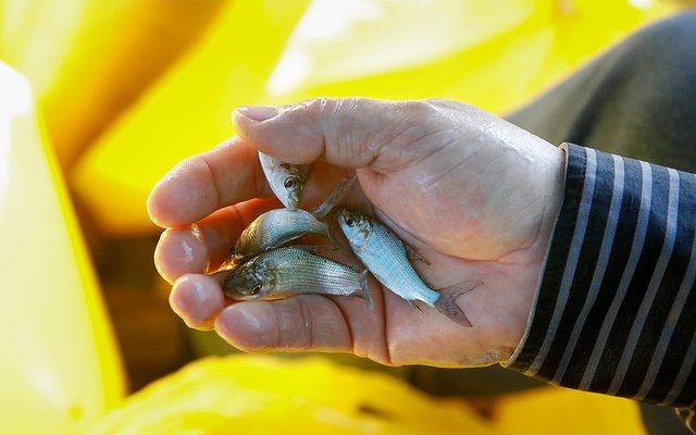 Peru opens new tilapia hatchery