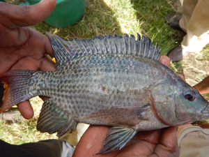 New tool spots hybrid tilapia