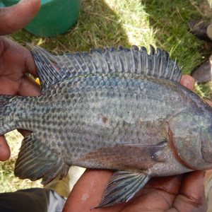 New tool spots hybrid tilapia