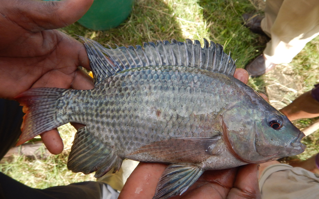 New tool spots hybrid tilapia