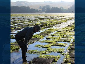 U.S. Saltonstall-Kennedy Grant accepting pre-proposals for aquaculture projects