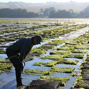 U.S. Saltonstall-Kennedy Grant accepting pre-proposals for aquaculture projects