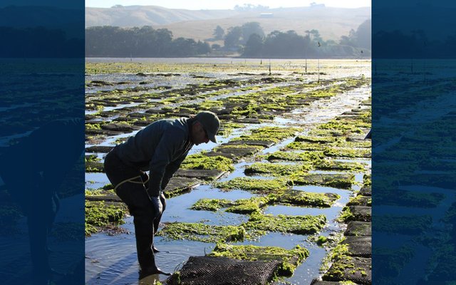 U.S. Saltonstall-Kennedy Grant accepting pre-proposals for aquaculture projects