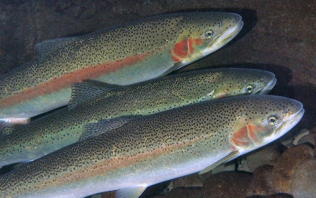 Researchers explore ways to make hatchery steelhead more like wild fish