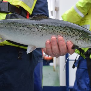 Selective breeding to improve salmon resistance to sea lice