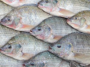 GenoMar introduces new streptococcosis-resistant tilapia in Asia