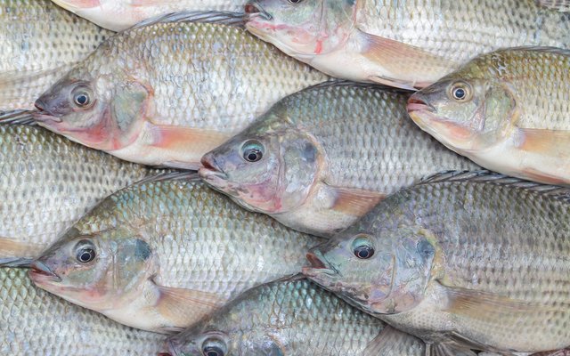 GenoMar introduces new streptococcosis-resistant tilapia in Asia