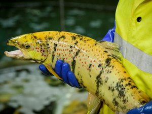 Gene-edited sterile salmon similar to standard salmon