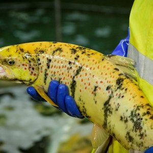 Gene-edited sterile salmon similar to standard salmon