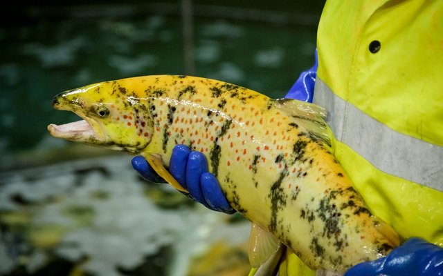 Gene-edited sterile salmon similar to standard salmon