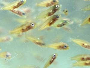 Extruded feed lead to skeletal deformities in ballan wrasse fish larvae