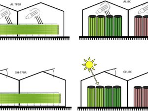 How costs of microalgae production can be reduced?