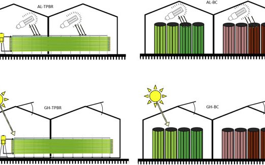 How costs of microalgae production can be reduced?