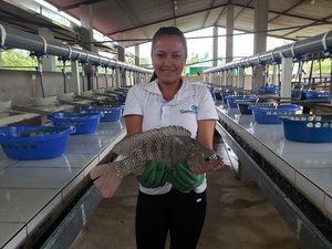 Spring Genetics, Genetika partnership to supply tilapia broodstock in Peru