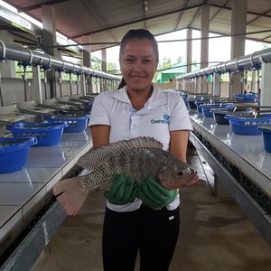 Spring Genetics, Genetika partnership to supply tilapia broodstock in Peru