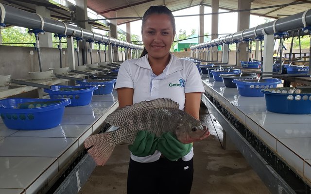 Spring Genetics, Genetika partnership to supply tilapia broodstock in Peru