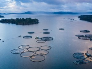 Global Salmon Initiative reports environmental progress for salmon farming