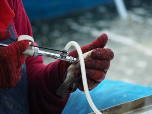 Reducing tilapia losses through vaccine development in Zambia