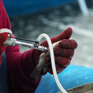Reducing tilapia losses through vaccine development in Zambia