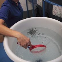 UK researchers to develop innovation to improve lobster larval survival