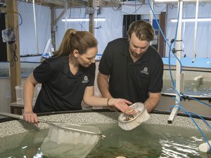 Study tests SCPs potential use in juvenile kingfish