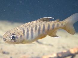 Salmon hatcheries in U.S. Pacific Northwest damaged by heavy rains