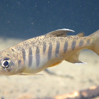 Salmon hatcheries in U.S. Pacific Northwest damaged by heavy rains