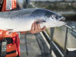 Chile and Scotland points at selective breeding to tackle complex gill disease in salmon