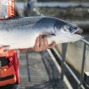 Chile and Scotland points at selective breeding to tackle complex gill disease in salmon