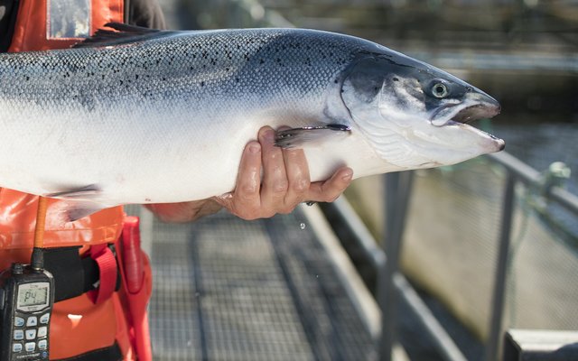 Chile and Scotland points at selective breeding to tackle complex gill disease in salmon